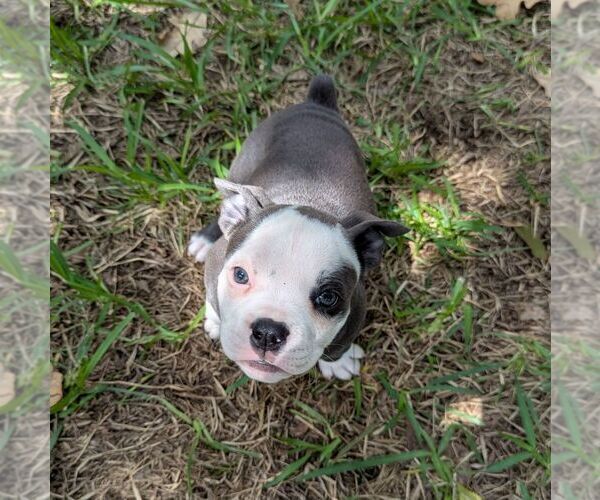 Medium Photo #8 Olde English Bulldogge Puppy For Sale in AUSTIN, TX, USA