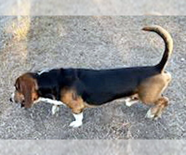 Medium Photo #5 Basset Hound Puppy For Sale in Deepwater, NJ, USA