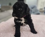 Small Photo #2 Aussiedoodle Miniature  Puppy For Sale in DALTON, GA, USA