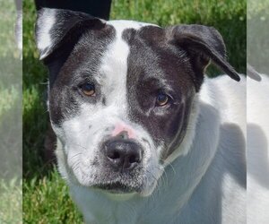 American Bulldog-American Staffordshire Terrier Mix Dogs for adoption in Huntley, IL, USA