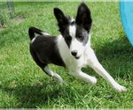 Small #2 Mutt