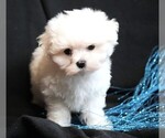 Small Photo #4 Maltese Puppy For Sale in ROCK VALLEY, IA, USA