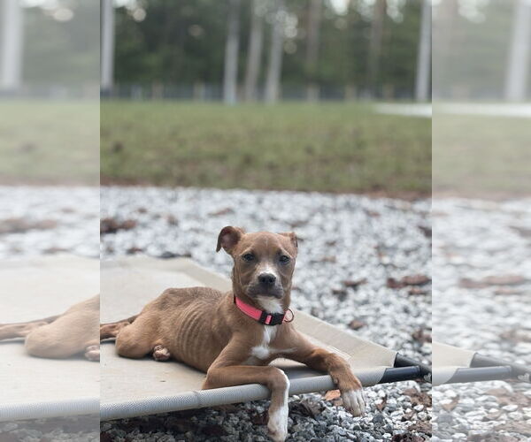 Medium Photo #2 American Pit Bull Terrier-Unknown Mix Puppy For Sale in Holly Springs, NC, USA