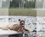 Small #1 American Pit Bull Terrier Mix