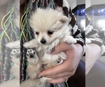 Small Photo #3 Pomeranian Puppy For Sale in ALBUQUERQUE, NM, USA