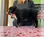 Small Photo #3 Australian Shepherd Puppy For Sale in ELNORA, IN, USA