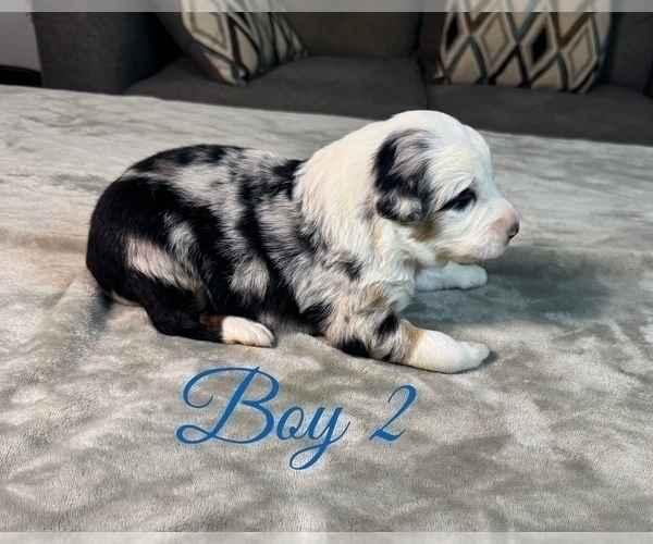 Medium Photo #23 Australian Shepherd Puppy For Sale in SALISBURY, NC, USA