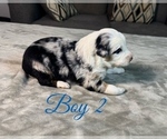 Small Photo #23 Australian Shepherd Puppy For Sale in SALISBURY, NC, USA