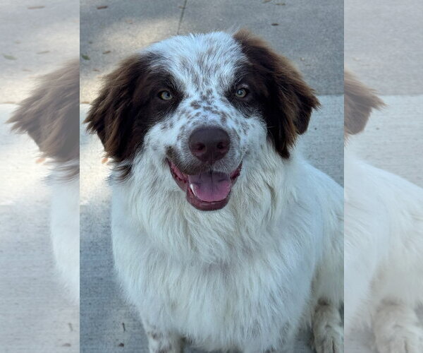 Medium Photo #1 Australian Shepherd-Unknown Mix Puppy For Sale in Newport Beach, CA, USA