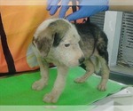 Small #2 Mutt