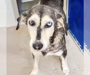 Huskies -Unknown Mix Dogs for adoption in Houston, TX, USA