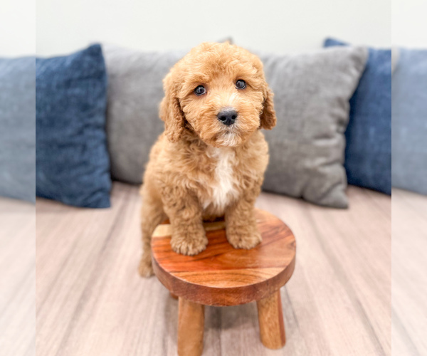 Medium Photo #2 Miniature Labradoodle Puppy For Sale in MILLERSBURG, OH, USA