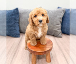 Small #1 Miniature Labradoodle