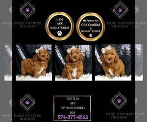 Poodle (Toy) Puppy for sale in WARSAW, IN, USA