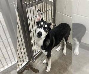Siberian Husky Dogs for adoption in Jackson, CA, USA