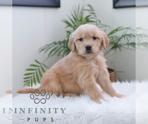 Golden Retriever Puppy for sale in NEWPORT, PA, USA