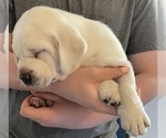 Small Photo #3 Labrador Retriever Puppy For Sale in OSYKA, MS, USA