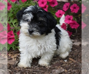 Havanese Puppy for sale in THREE RIVERS, MI, USA