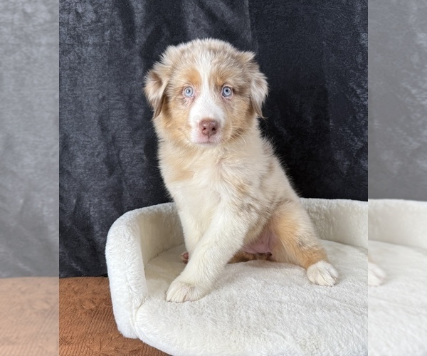 Medium Photo #7 Australian Shepherd Puppy For Sale in OCALA, FL, USA