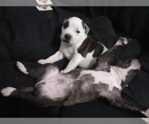 American Bully Puppy for sale in KANSAS CITY, MO, USA