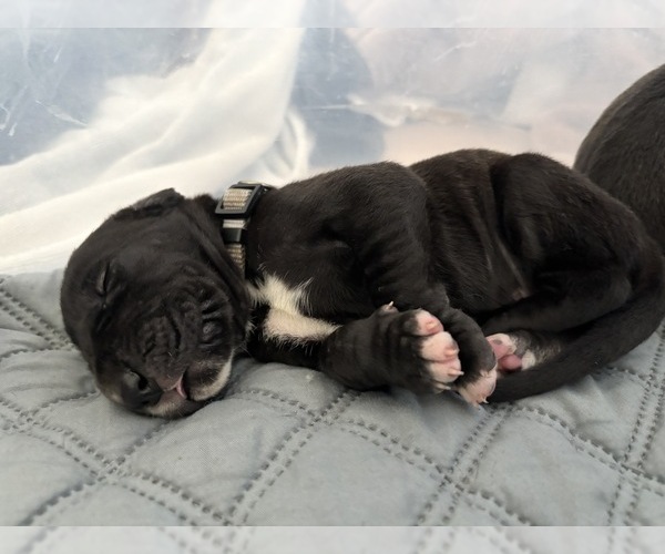 Medium Photo #22 Great Dane Puppy For Sale in TEMECULA, CA, USA