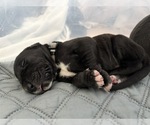 Small Photo #22 Great Dane Puppy For Sale in TEMECULA, CA, USA