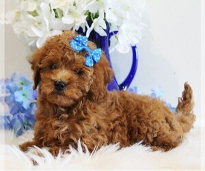 Poodle (Toy) Puppy for Sale in COATESVILLE, Pennsylvania USA