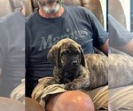 Small #5 Cane Corso