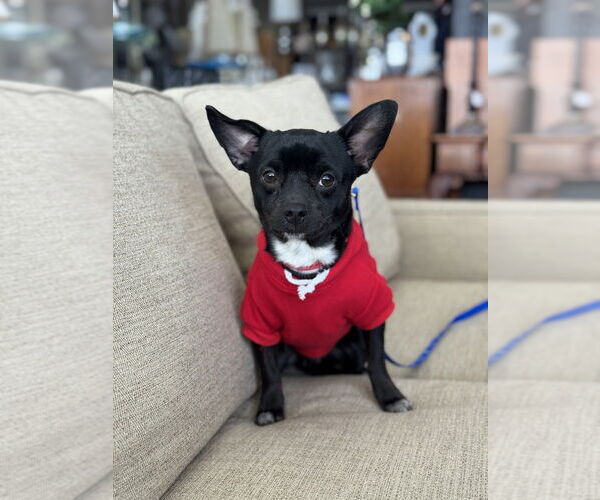 Medium Photo #7 Chug Puppy For Sale in Mundelein, IL, USA