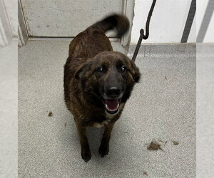 Mutt Dogs for adoption in Palmetto, FL, USA