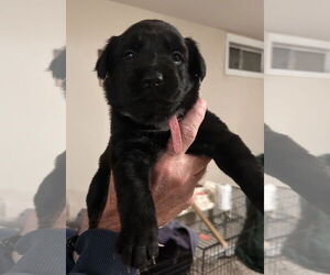 American Pit Bull Terrier-German Shepherd Dog Mix Dogs for adoption in Stephens City, VA, USA