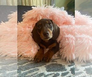 Dachshund Puppy for sale in BOULDER, CO, USA