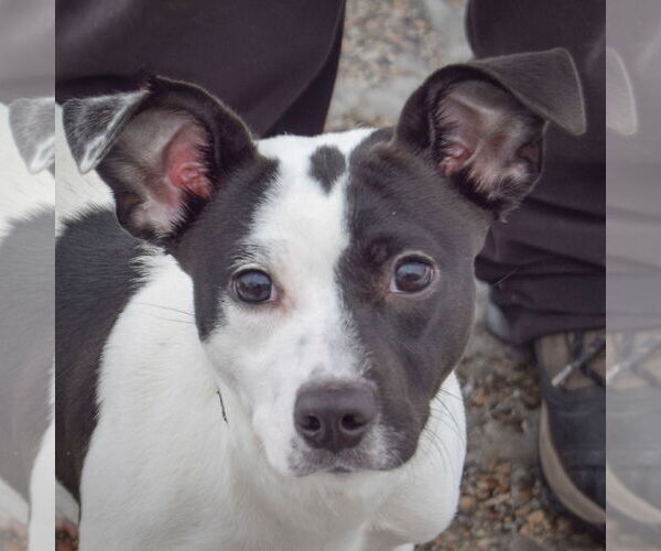 Medium Photo #5 Jack-Rat Terrier Puppy For Sale in Huntley, IL, USA