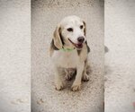 Small Photo #3 Beagle Puppy For Sale in Tucson, AZ, USA