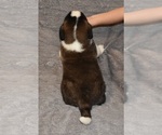Small #19 Saint Bernard