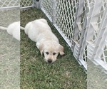 Small Photo #15 Labrador Retriever Puppy For Sale in CHURCH HILL, TN, USA
