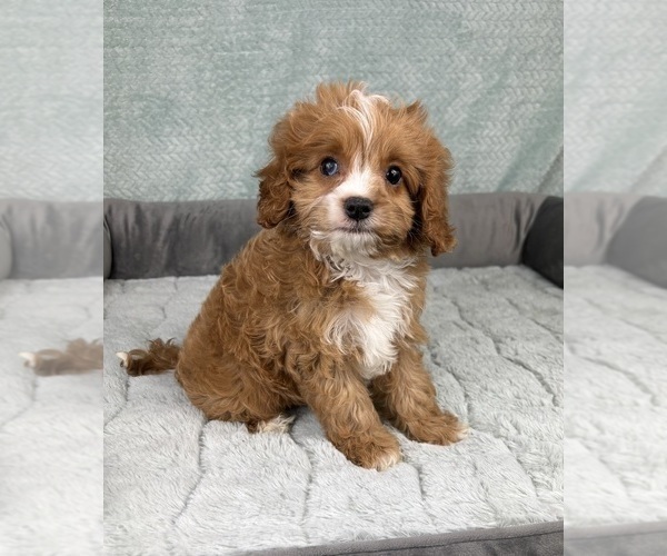 Medium Photo #4 Cavapoo Puppy For Sale in FRANKLIN, IN, USA
