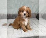 Small #3 Cavapoo