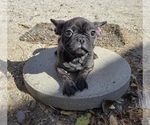 Small Photo #3 French Bulldog Puppy For Sale in SANTA CLARITA, CA, USA