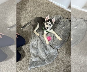 Siberian Husky Puppy for sale in EAST LANSING, MI, USA