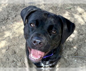 Labrador Retriever-Unknown Mix Dogs for adoption in Martinez, CA, USA