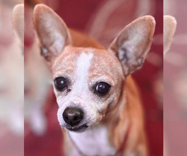 Medium Photo #6 Cheagle Puppy For Sale in San Francisco, CA, USA