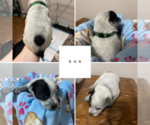 Small Photo #7 Australian Cattle Dog Puppy For Sale in Barrie, Ontario, Canada
