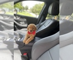 Small Photo #3 Golden Retriever Puppy For Sale in TAMPA, FL, USA