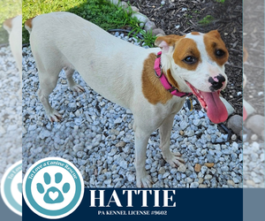 Boxer-Unknown Mix Dogs for adoption in Kimberton, PA, USA
