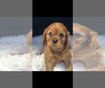 Small #2 Cavalier King Charles Spaniel