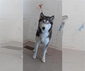 Siberian Husky Dogs for adoption in San Bernardino, CA, USA