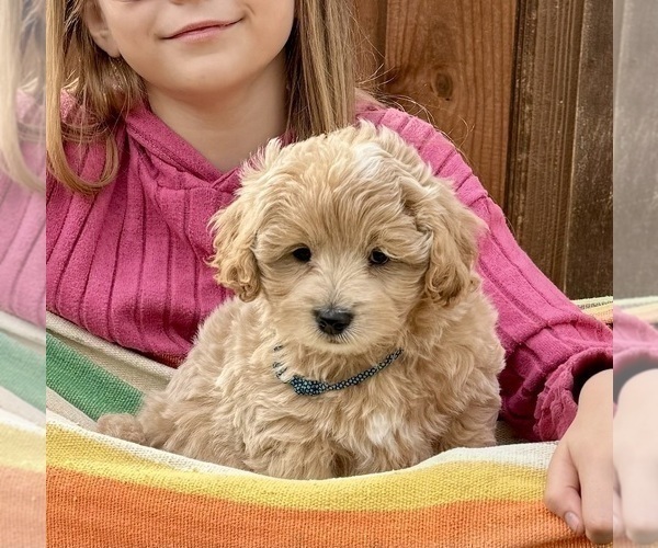 Medium Photo #20 Goldendoodle (Miniature) Puppy For Sale in HALTOM CITY, TX, USA