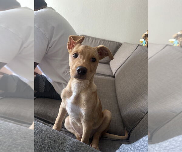 Medium Photo #1 Labrador Retriever-Unknown Mix Puppy For Sale in Dana Point, CA, USA