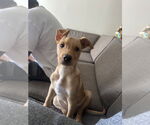 Small Labrador Retriever Mix